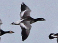 Barnacle Goose x Ross's Goose hybrid